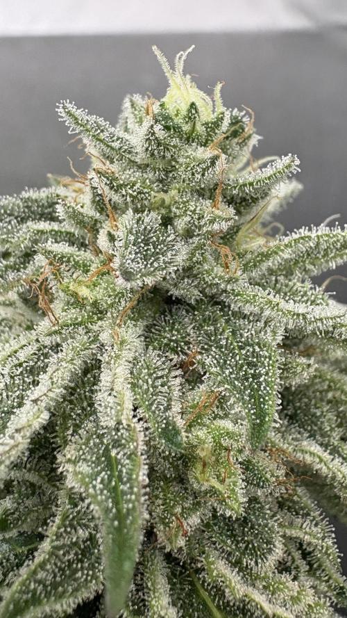 Oreoz Milkshake Fenotipo 1. Week 9