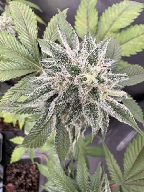 Oreoz Milkshake Fenotipo 1. Week 9