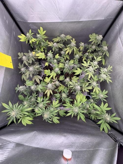 Oreoz Milkshake. Week 9