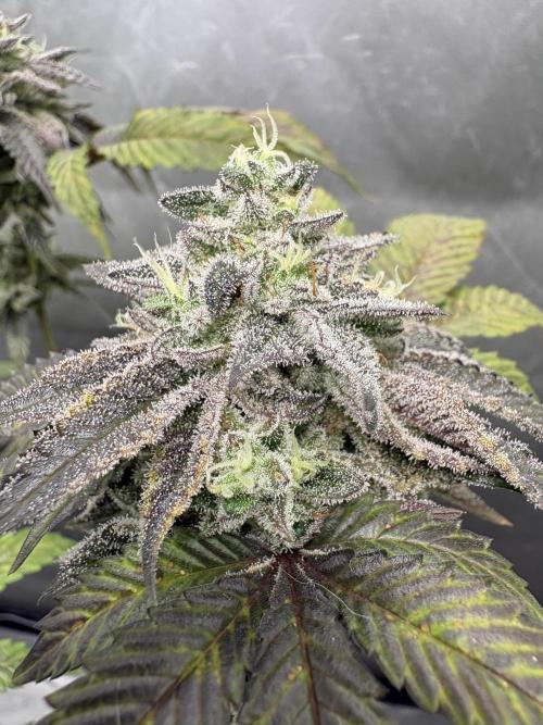 SOG: Oreoz Milkshake Fenotipo 1. Week 10