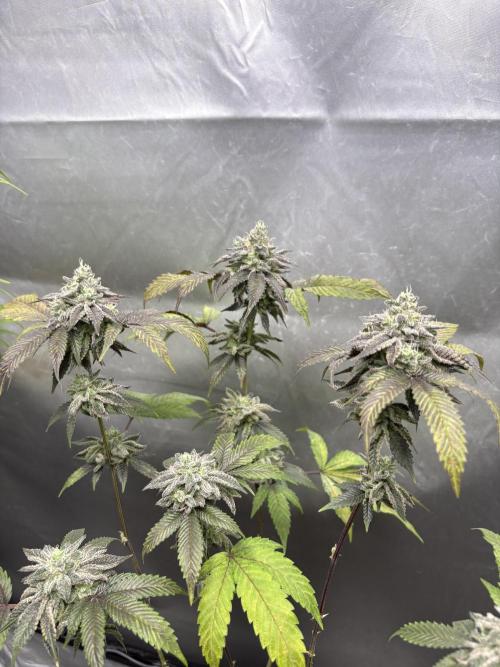 SOG: Oreoz Milkshake Fenotipo 1. Week 10