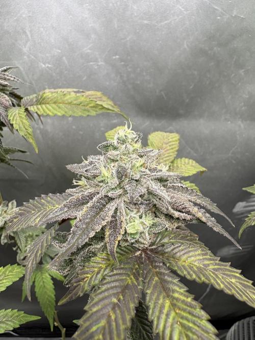 SOG: Oreoz Milkshake Fenotipo 1. Week 10