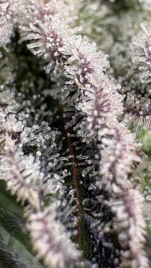SOG: Oreoz Milkshake Fenotipo 1. Week 10