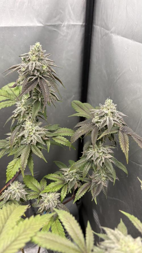 SOG: Oreoz Milkshake Fenotipo 1. Week 10