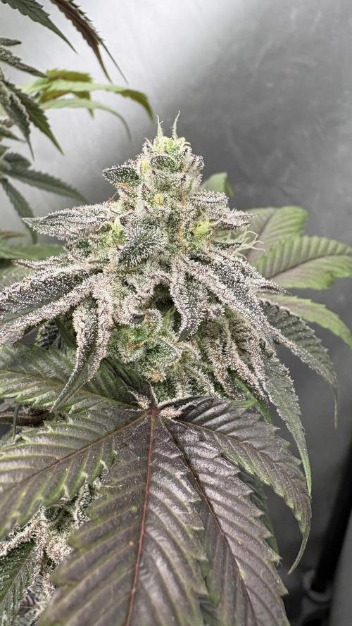 SOG: Oreoz Milkshake Fenotipo 1. Week 10
