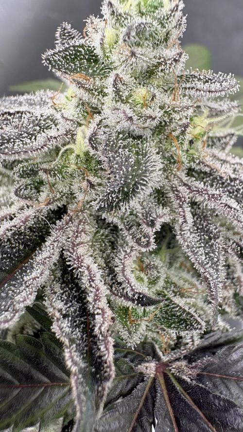 SOG: Oreoz Milkshake Fenotipo 1. Week 10