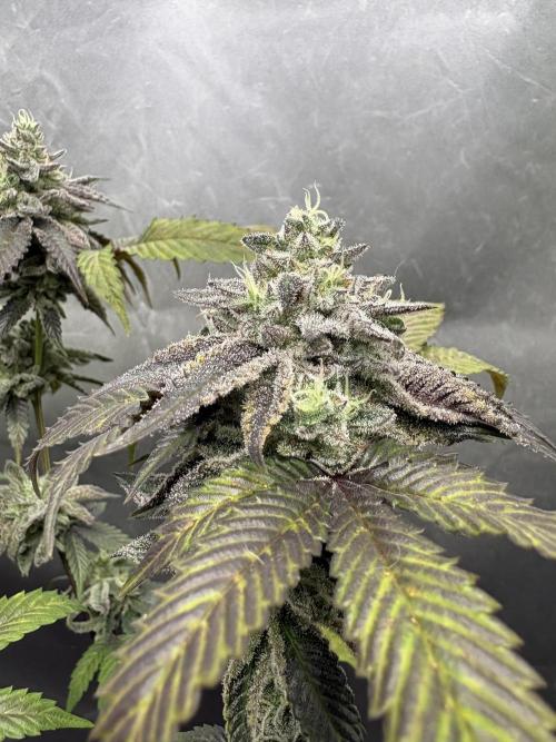 SOG: Oreoz Milkshake Fenotipo 1. Week 10