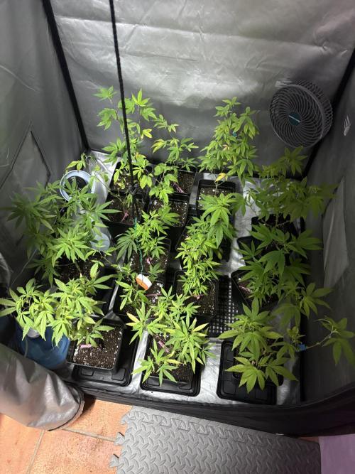 SOG: Oreoz Milkshake f2. Week 2