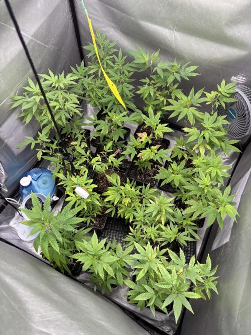SOG: Oreoz Milkshake f2. Week 2