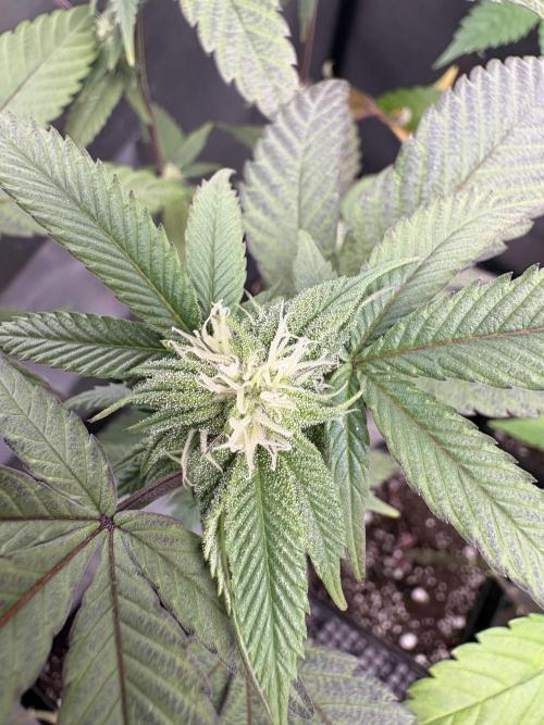 SOG: Oreoz Milkshake f2. Week 5