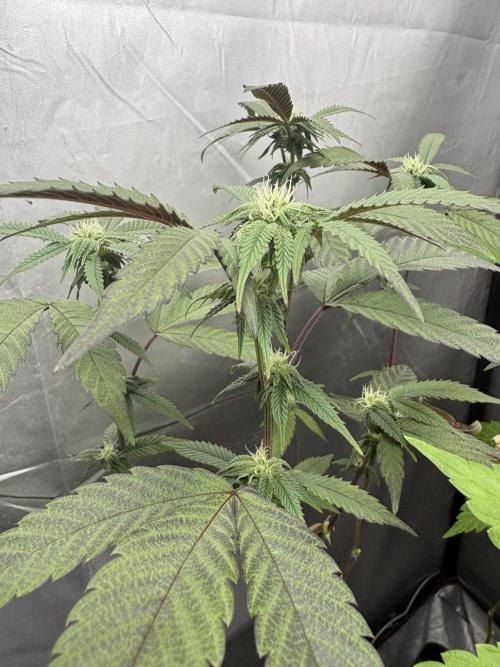 SOG: Oreoz Milkshake f2. Week 5