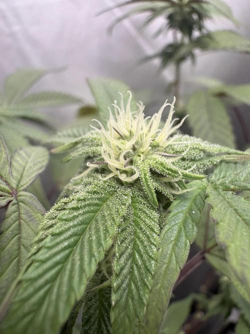 Oreoz Milkshake. Week 5