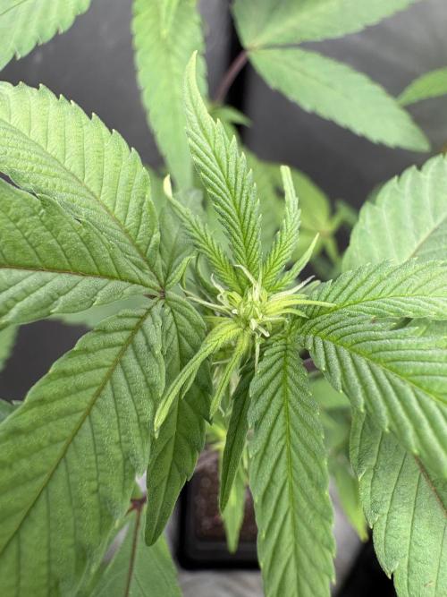 SOG: Oreoz Milkshake f2. Week 3