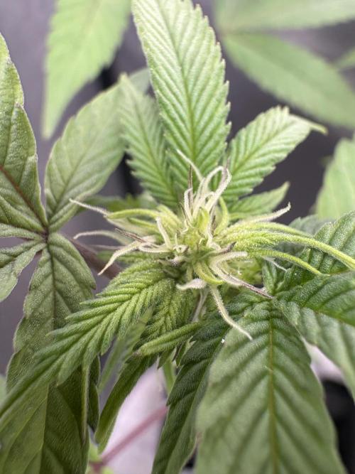 SOG: Oreoz Milkshake f2. Week 3