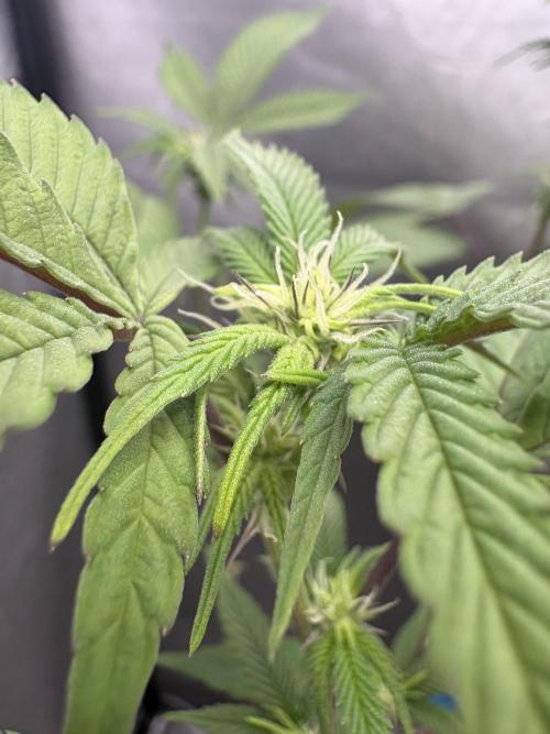 Oreoz Milkshake. Week 3