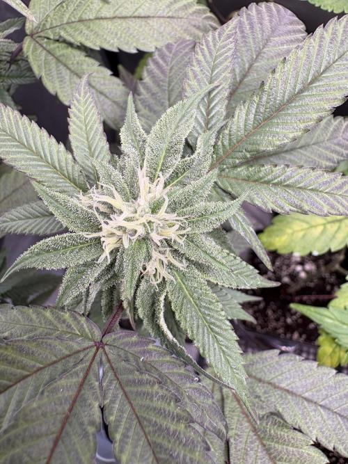 SOG: Oreoz Milkshake f2. Week 6