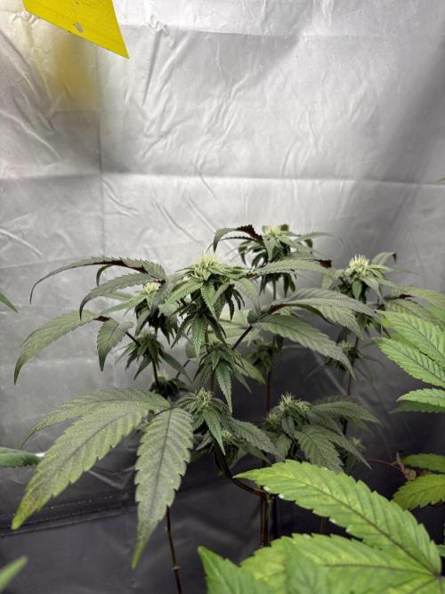 SOG: Oreoz Milkshake f2. Week 6