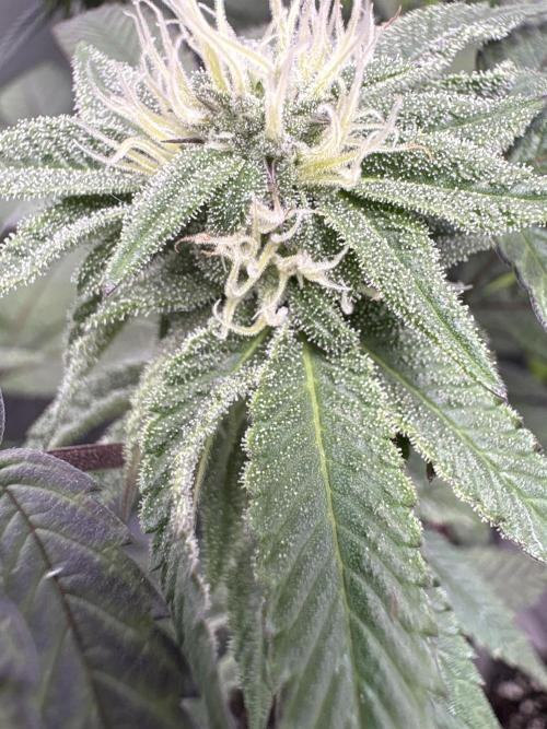 SOG: Oreoz Milkshake f2. Week 6