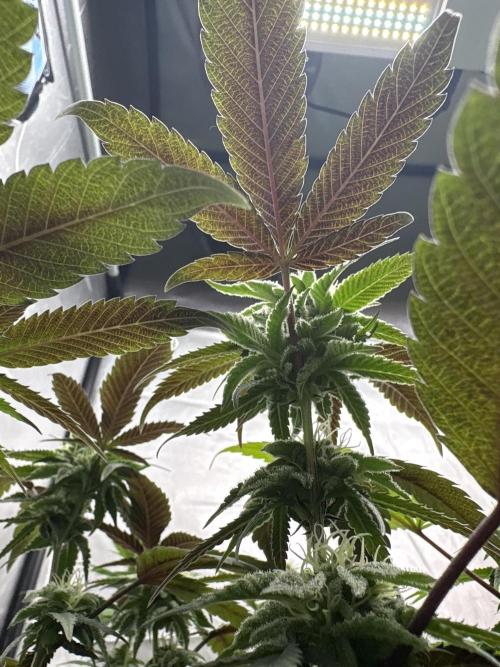 SOG: Oreoz Milkshake f2. Week 6