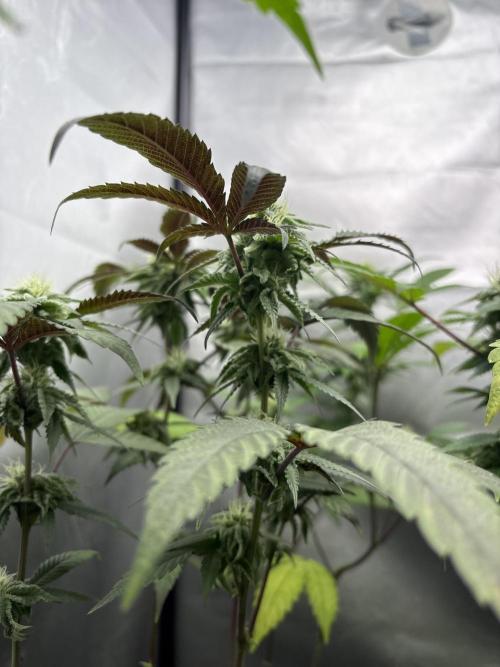 SOG: Oreoz Milkshake f2. Week 6