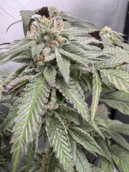SOG: Oreoz Milkshake f2. Week 8
