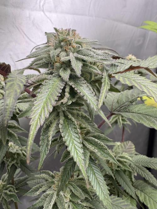 SOG: Oreoz Milkshake f2. Week 8