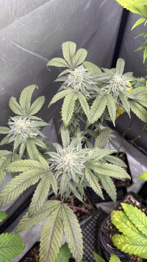 SOG: Oreoz Milkshake f2. Week 8