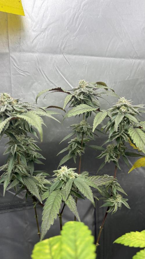 SOG: Oreoz Milkshake f2. Week 8