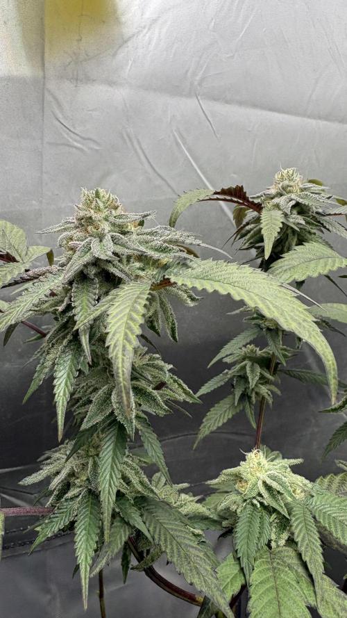 SOG: Oreoz Milkshake f2. Week 8