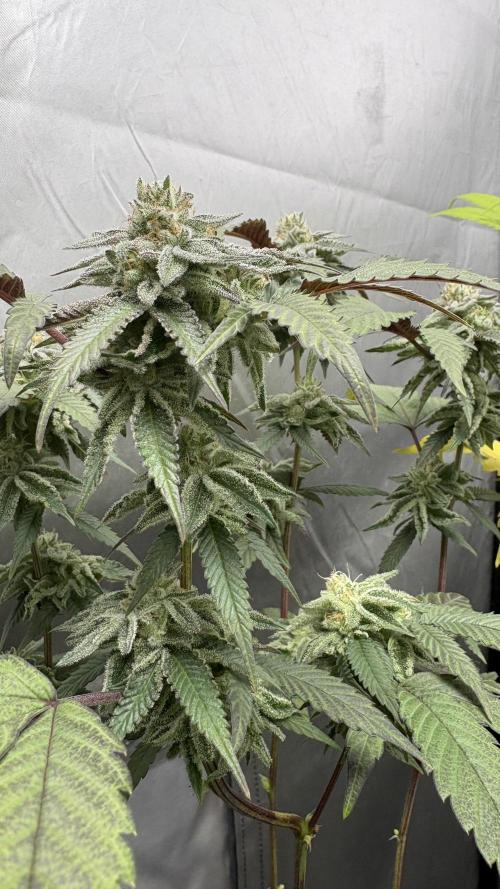 SOG: Oreoz Milkshake f2. Week 8