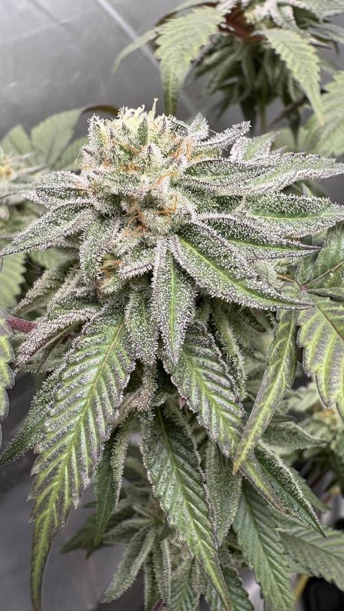 SOG: Oreoz Milkshake f2. Week 8