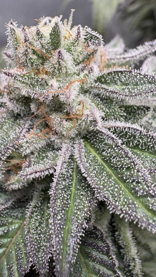 SOG: Oreoz Milkshake f2. Week 8