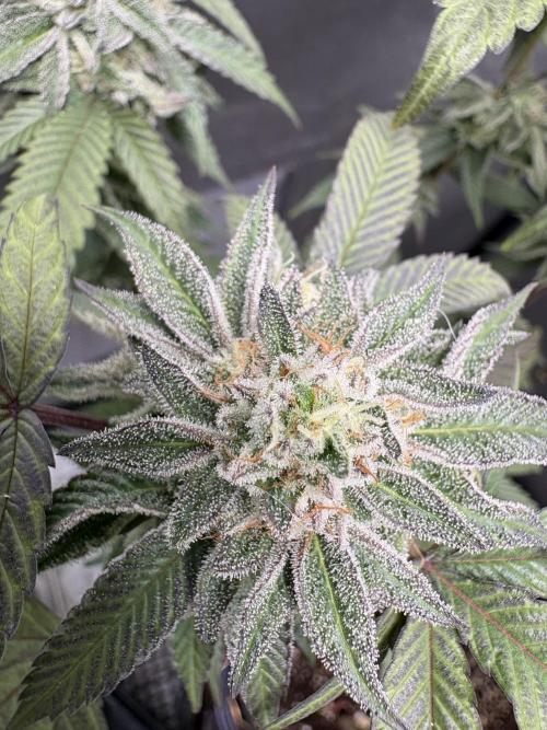 Oreoz Milkshake. Week 8