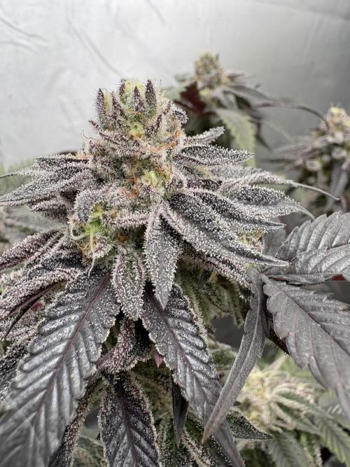 SOG: Oreoz Milkshake f2. Week 9