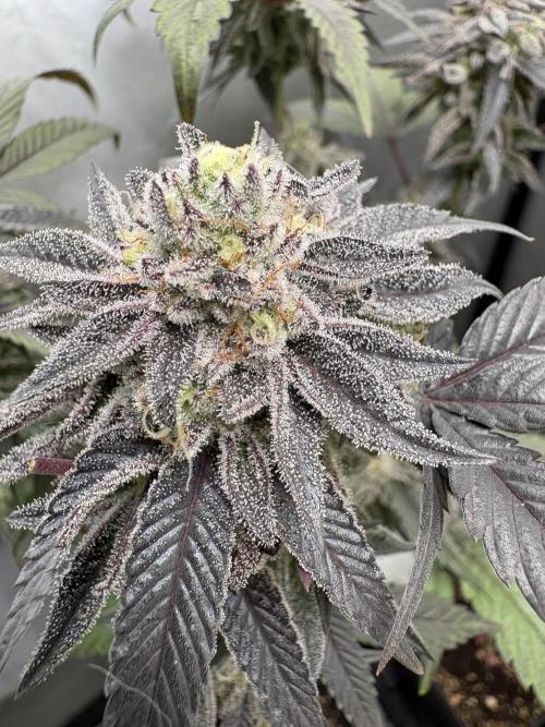 SOG: Oreoz Milkshake f2. Week 9