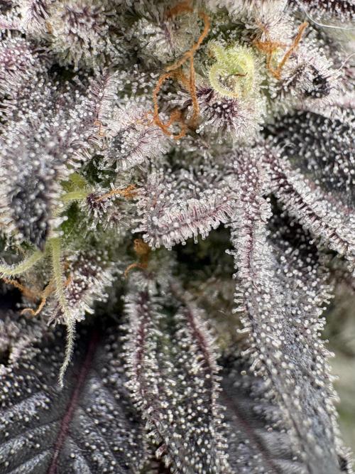 SOG: Oreoz Milkshake f2. Week 9