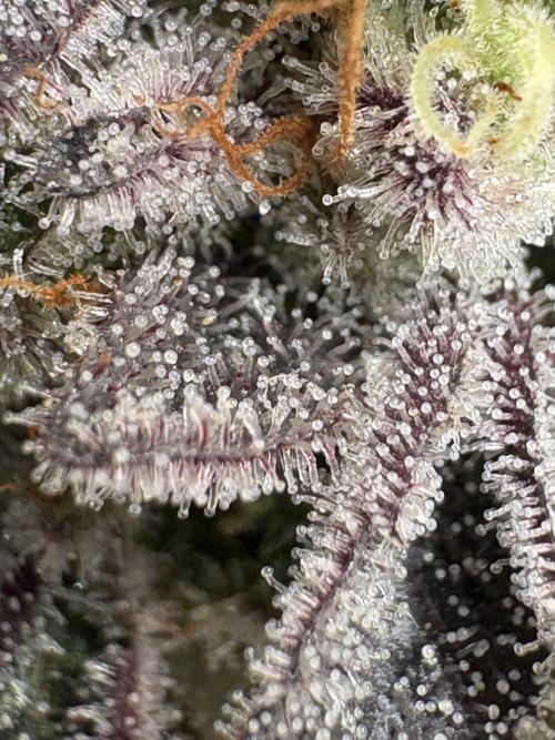 SOG: Oreoz Milkshake f2. Week 9