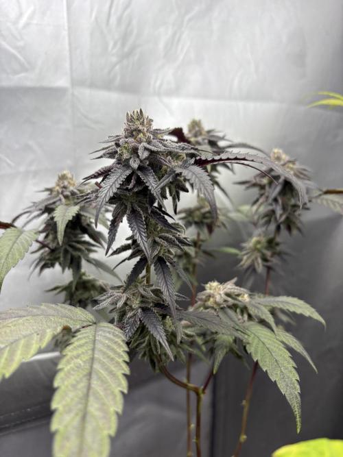 SOG: Oreoz Milkshake f2. Week 9