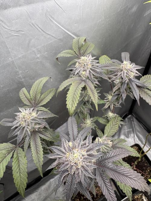Oreoz Milkshake. Week 9
