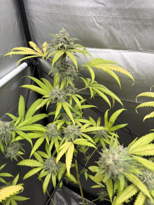 Mango Cake Crasher. Week 20