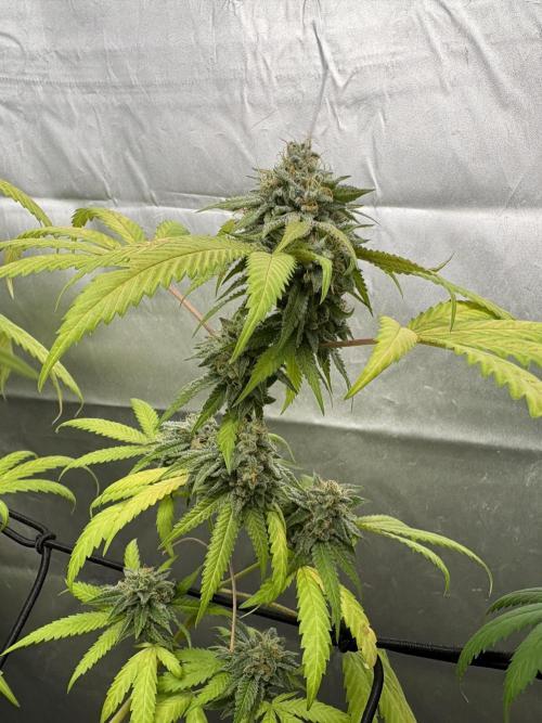 Mango Cake Crasher. Week 20