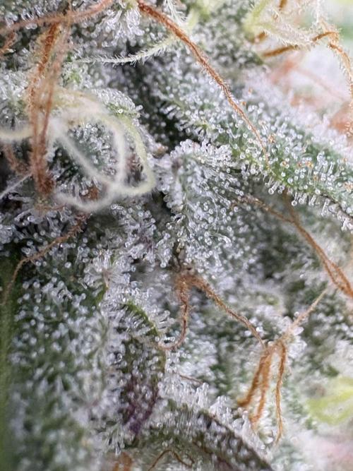 Mango Cake Crasher. Week 20