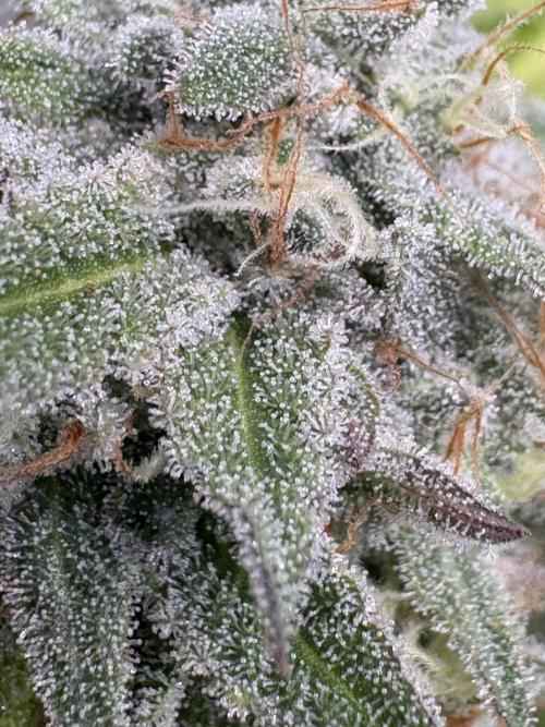 Mango Cake Crasher. Week 20