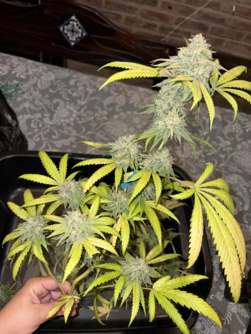 Mango Cake Crasher. Week 21
