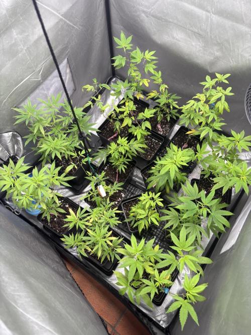 SOG: Oreoz Milkshake f4. Week 2