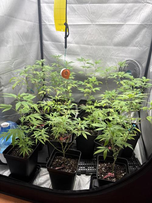 SOG: Oreoz Milkshake f4. Week 2