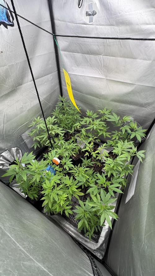 SOG: Oreoz Milkshake f4. Week 2