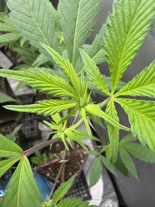 SOG: Oreoz Milkshake f4. Week 3