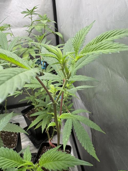 SOG: Oreoz Milkshake f4. Week 3