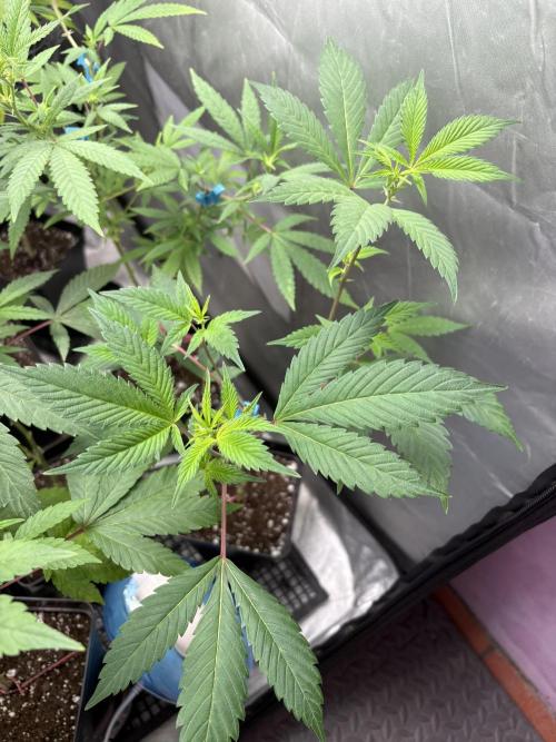 SOG: Oreoz Milkshake f4. Week 3